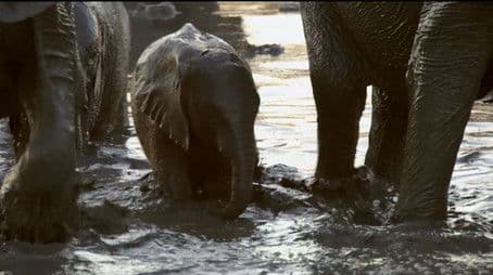 If I Were an Elephant