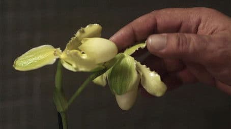 La principessa Orchidea