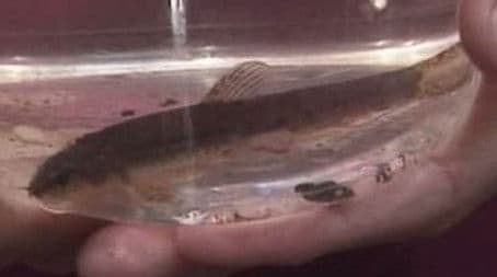 Mary Had a Little Lamb