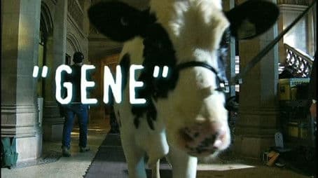 "Gene" A Tale of Two (Actually Three) Bovines