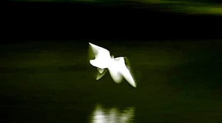 Creatures from the 4th Dimension