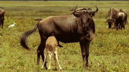 If I Were a Wildebeest