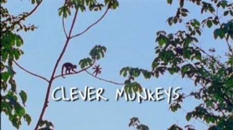 Clever Monkeys