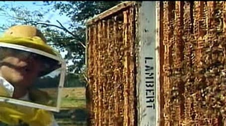 Pantry Raid IV: Comb Alone