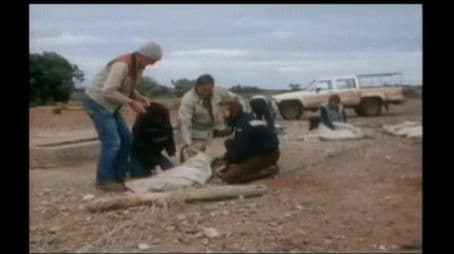 Kangaroos of Broken Hill