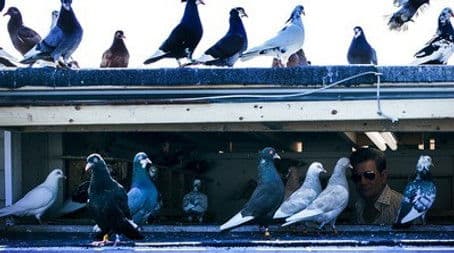 Operation Donnie Brasco