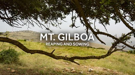 In the Shadow of Gilboa: Reaping & Sowing