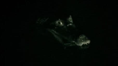 The Deadliest Encounters