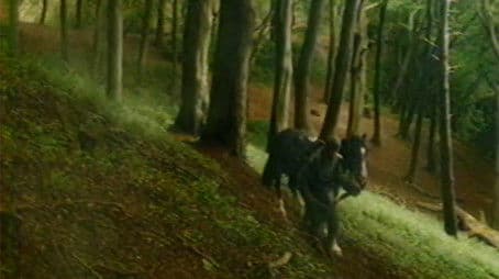 Spirits of the Forest