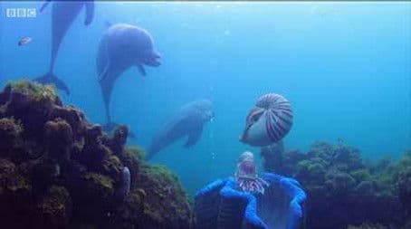 Dolphins - Spy in the Pod (1)