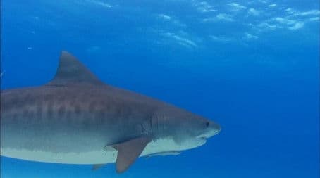 World's Deadliest Beach