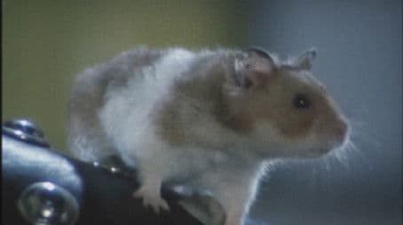 The Poison Fang Which Tries to Suck the Blood of the Beautiful Runaway