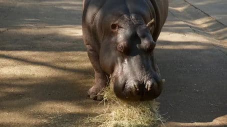 Healing Hippos