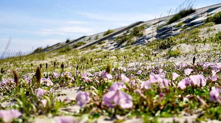 Shinhama, Sendai: A Green Sea Wall for the Future