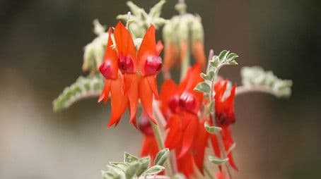 Episode 9 Wellness, Topiary, Propagate, Wetland & Design