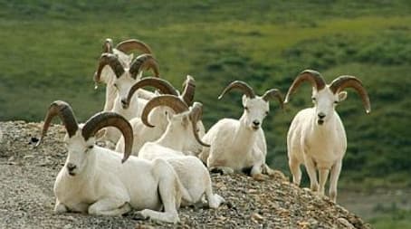 Denali: the Great Alaskan Wilderness