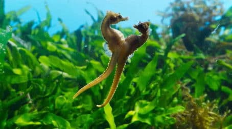 The game of seduction