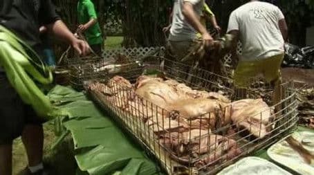 Carnivore Chronicles 17: Adventures with Pork