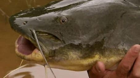 Killer Catfish