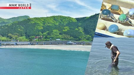 Nature's Treasure Hunt on a Niigata Beach