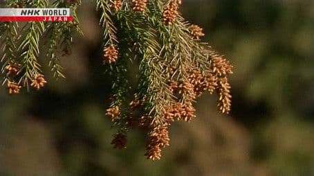 Pollen Levels in Tokyo This Spring Projected to be Fourth Highest on Record