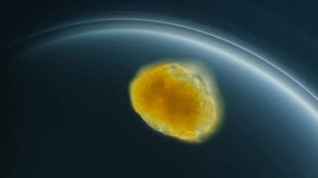 Some Eggs Don't Need Sperm to Make Babies