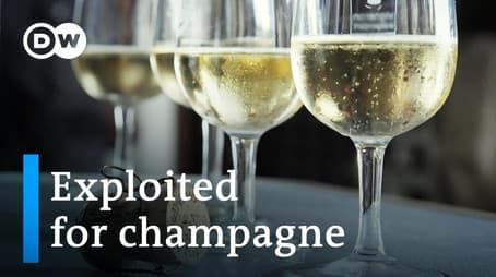 The dark side of the champagne industry