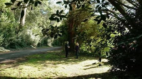 Episode 28 Hanging Planters, Design Tips & Urban Greening