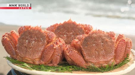 HORSEHAIR CRABS
