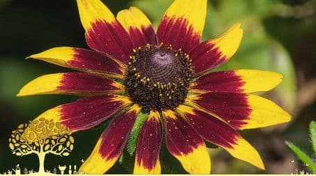 Winter Specials: Episode 2