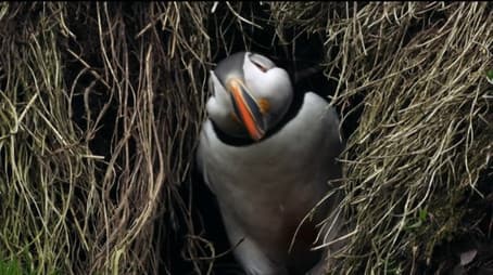 If I Were a Puffin