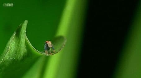 Strawberry Dart Frogs