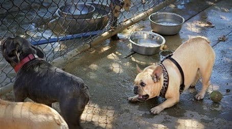 Aggressive Little Monster