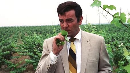 Return to Summer Grove