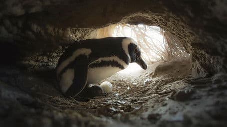 Survival of the Smartest