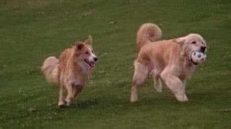 All Dogs Go to Heaven