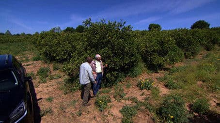Citrus Greening, Tile