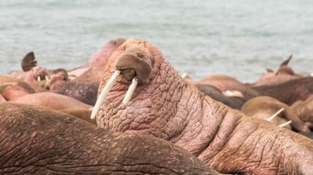 Walrus: Life on Thin Ice