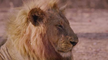 Hollywoods Held Hostage