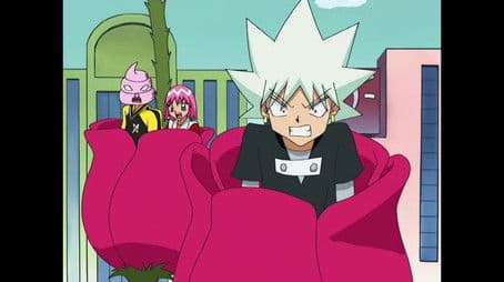 The War of the Roses... or Lilacs... or Daffodils