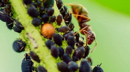 Burrowing Owls & Aphid Farmers