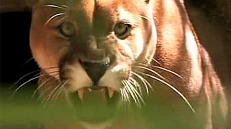 Lions in the Suburbs