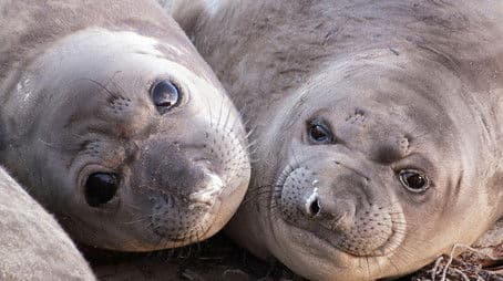 Animals with Cameras 01: Oceans