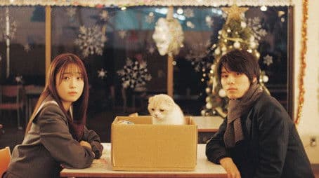 Abandoned Cat and Sibling Quarrel