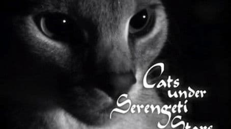 Cats Under the Serengeti Stars