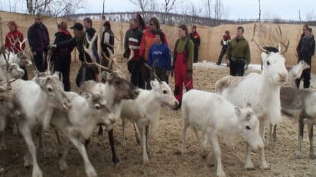 Moving Reindeer to Soeroeya