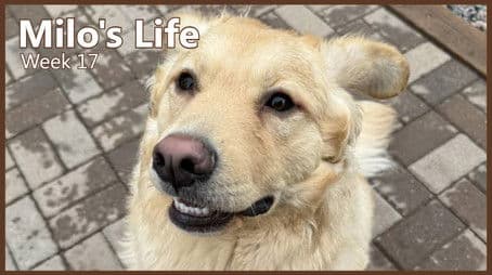 Doggy Daycare | Week 17