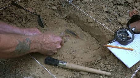 The Giant Penguin Enigma