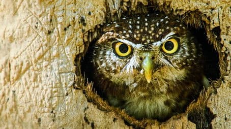 Wild Cuba: A Caribbean Journey (2)