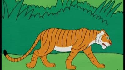 India - Tiger